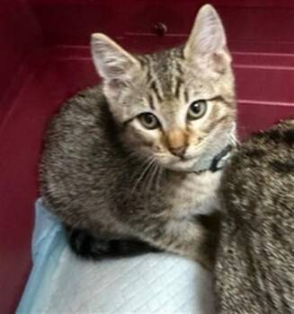 Domestic Short Hair Cats Available for Adoption in Pasadena, Texas - A184517 | PetCurious