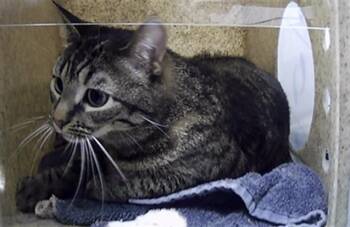 ORXATA -  Domestic Short Hair Cat for Adoption in St. Cloud, Florida - ORXATA | PetCurious