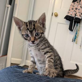 Carl/OPAC6790 -  Domestic Short Hair Cat for Adoption in Oak Park, Illinois - Carl/OPAC6790 | PetCurious