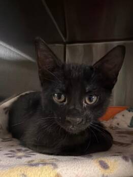 Marvin -  Domestic Short Hair Cat for Adoption in Ocala, Florida - Marvin | PetCurious