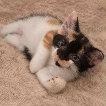 Jessie -  Domestic Short Hair Cat for Adoption in Columbia, Tennessee - Jessie | PetCurious