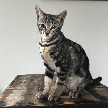 Rescue Domestic Short Hair Cats for Adoption in Los Angeles, California - Lois | PetCurious