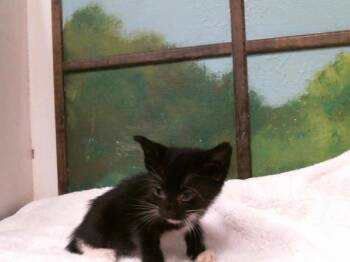 A2084092 -  Domestic Short Hair Cat for Adoption in Houston, Texas - A2084092 | PetCurious