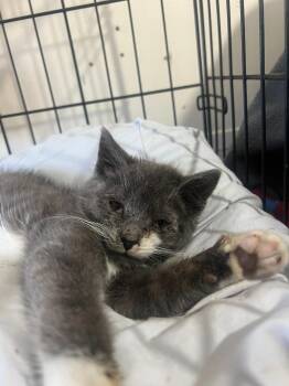 Domestic Short Hair Cats Available for Adoption in Windsor, Connecticut - Gregory Cook | PetCurious