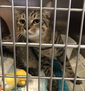 Rescue Domestic Short Hair Cats for Adoption in Parma, Ohio - Watermelon | PetCurious