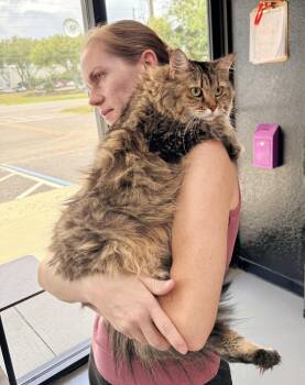 Mocci -  Ragamuffin and Domestic Long Hair Cat for Adoption in Tavares, Florida - Mocci | PetCurious