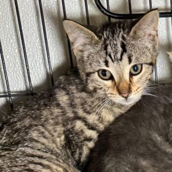 Xena -  Domestic Short Hair Cat for Adoption in Saginaw, Michigan - Xena | PetCurious