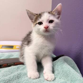 Garth -  Domestic Short Hair Cat for Adoption in Englewood, Florida - Garth | PetCurious