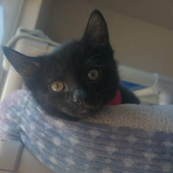 Rowan -  Domestic Short Hair Cat for Adoption in Buena Vista, Colorado - Rowan | PetCurious