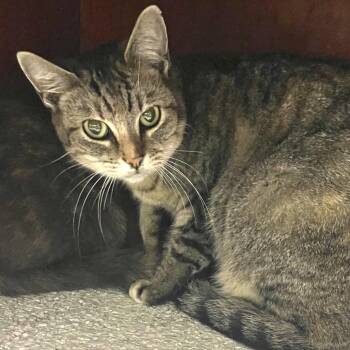 Domestic Short Hair Cats Available for Adoption - Gabby | PetCurious