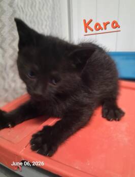 Kara -  Domestic Short Hair Cat for Adoption in Hartford City, Indiana - Kara | PetCurious