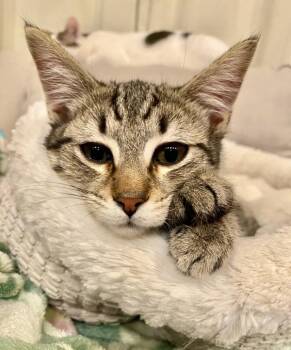 Cookie -  Domestic Short Hair Cat for Adoption in Vallejo, California - Cookie | PetCurious
