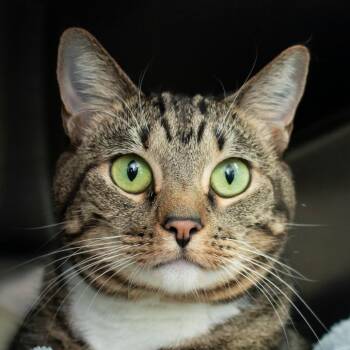 Menerva -  Domestic Short Hair Cat for Adoption in Middletown, Rhode Island - Menerva | PetCurious