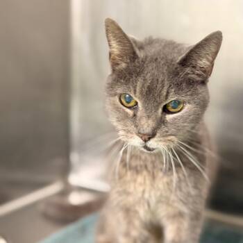 Rescue Domestic Short Hair Cats for Adoption in Chariton, Iowa - Doris | PetCurious