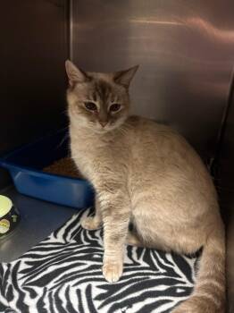 Domestic Short Hair Cats Available for Adoption - Zirka (Pet Supermarket) | PetCurious