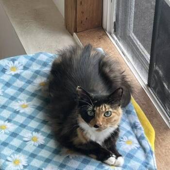 Clover -  Calico Cat for Adoption in Spencer, Massachusetts - Clover | PetCurious