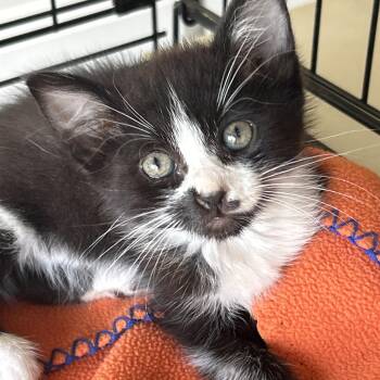 Renegade -  Domestic Medium Hair Cat for Adoption in Lampasas, Texas - Renegade | PetCurious