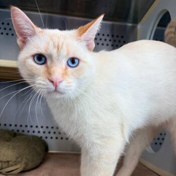 The Colonel -  Siamese Cat for Adoption in Lynchburg, Virginia - The Colonel | PetCurious