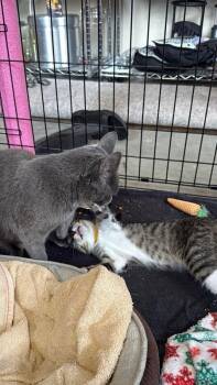 Marty -  Domestic Short Hair Cat for Adoption in Arlington, Washington - Marty | PetCurious