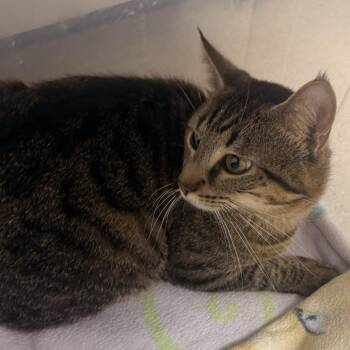 Domestic Short Hair Cats Available for Adoption in Evansville, Indiana - Atlas | PetCurious