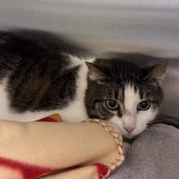 Domestic Short Hair Cats Available for Adoption in Barnstable, Massachusetts - HEIDI | PetCurious