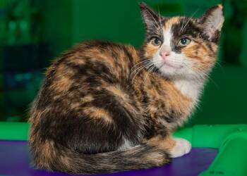 ABILENE -  Domestic Short Hair Cat for Adoption in Cookeville, Tennessee - ABILENE | PetCurious