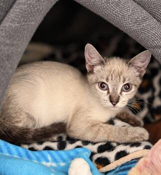 Beignet Bakery -  Domestic Short Hair and Siamese Cat for Adoption in Chandler, Arizona - Beignet Bakery | PetCurious