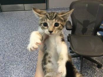 Domestic Short Hair Cats Available for Adoption in Thousand Palms, California - A1905592 | PetCurious