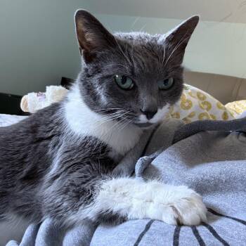 Harley-NYC -  Domestic Short Hair Cat for Adoption in New York, New York - Harley-NYC | PetCurious