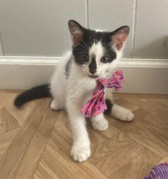SQUEAK -  Domestic Short Hair Cat for Adoption - SQUEAK | PetCurious