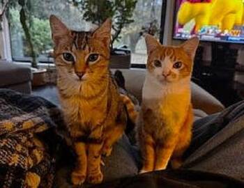 Rescue Domestic Short Hair Cats for Adoption in Pegram, Tennessee - LEO & CALLIOPE - Bonded Pair | PetCurious