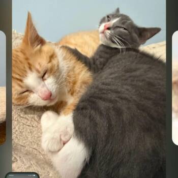 Jasper & Juniper (Would love to be adopted together but can be a -  Domestic Short Hair Cat for Adoption in Hanson, Massachusetts - Jasper & Juniper (Would Love To Be Adopted Together But Can Be A | PetCurious