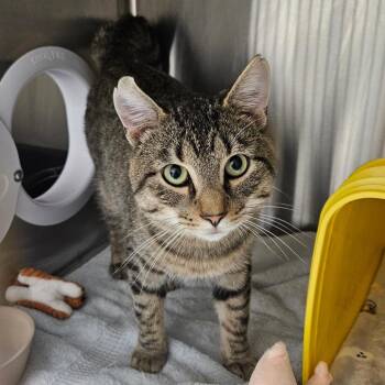 Django -  Domestic Short Hair Cat for Adoption in Oneonta, New York - Django | PetCurious