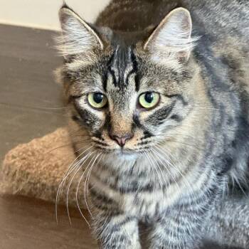 Greta -  Domestic Medium Hair Cat for Adoption in Los Angeles, California - Greta | PetCurious