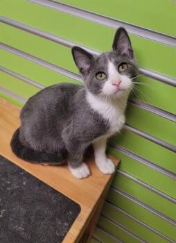 SEBI -  Domestic Short Hair Cat for Adoption in St. Peters, Missouri - SEBI | PetCurious