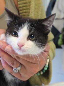 Cape Tux -  Domestic Short Hair Cat for Adoption in Marshall, North Carolina - Cape Tux | PetCurious