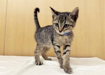 MISTER -  Domestic Short Hair Cat for Adoption in Brentwood, Missouri - MISTER | PetCurious