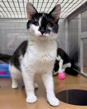 Kayan -  Domestic Short Hair Cat for Adoption in Oakland, California - Kayan | PetCurious