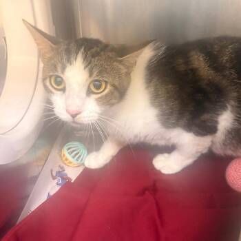 Grandma -  Domestic Short Hair Cat for Adoption in Winston-salem, North Carolina - Grandma | PetCurious