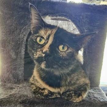 Fergie -  Domestic Short Hair Cat for Adoption in Pocatello, Idaho - Fergie | PetCurious