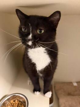 Bandicoot -  Domestic Short Hair Cat for Adoption in Windsor, Connecticut - Bandicoot | PetCurious