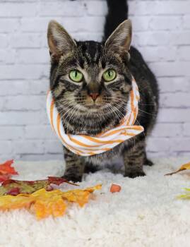 Rescue Domestic Short Hair Cats for Adoption in Ashland, Kentucky - Lady Purrs A Lot | PetCurious