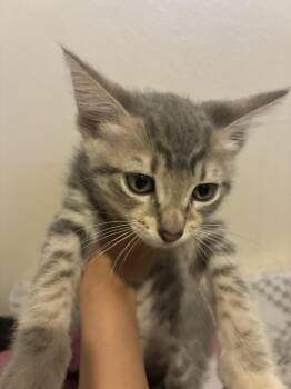 Bruno -  Domestic Long Hair Cat for Adoption in Lancaster, California - Bruno | PetCurious