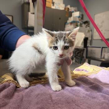 Domestic Short Hair Cats Available for Adoption in Milton, Florida - Miller | PetCurious
