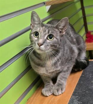 CHAI -  Domestic Short Hair Cat for Adoption in St. Peters, Missouri - CHAI | PetCurious