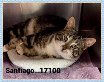 Domestic Short Hair Cats Available for Adoption - SANTIAGO | PetCurious