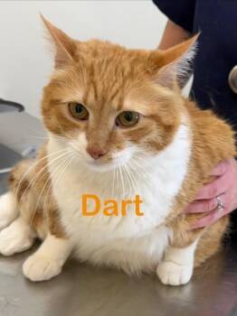 Domestic Short Hair Cats Available for Adoption - DART | PetCurious
