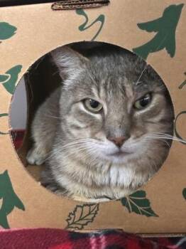 Domestic Short Hair Cats Available for Adoption in West Chester, Pennsylvania - Butter | PetCurious