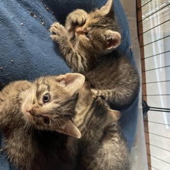 Curly -  Domestic Short Hair Cat for Adoption in Bentonville, Arkansas - Curly | PetCurious