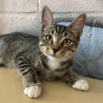 Mariano -  Domestic Short Hair Cat for Adoption in Laredo, Texas - Mariano | PetCurious